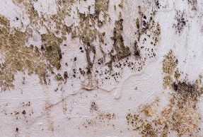 mold testing and remediation