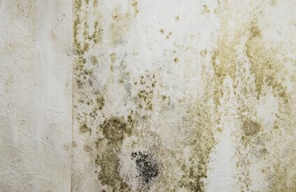 mold remediation